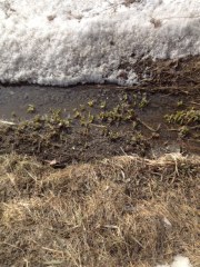 Look close -- amid the grey -- green sprouts!