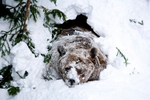 hibernation bear