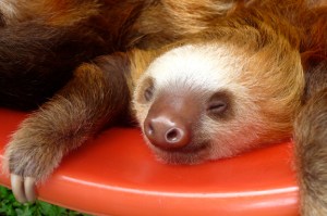 sloth sleep