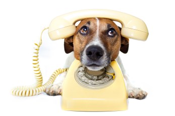 Dog on the phone